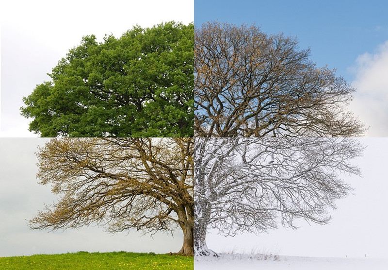 了德国韦斯特林山(westerwald)一棵老橡树在不同季节呈现出的不同面貌