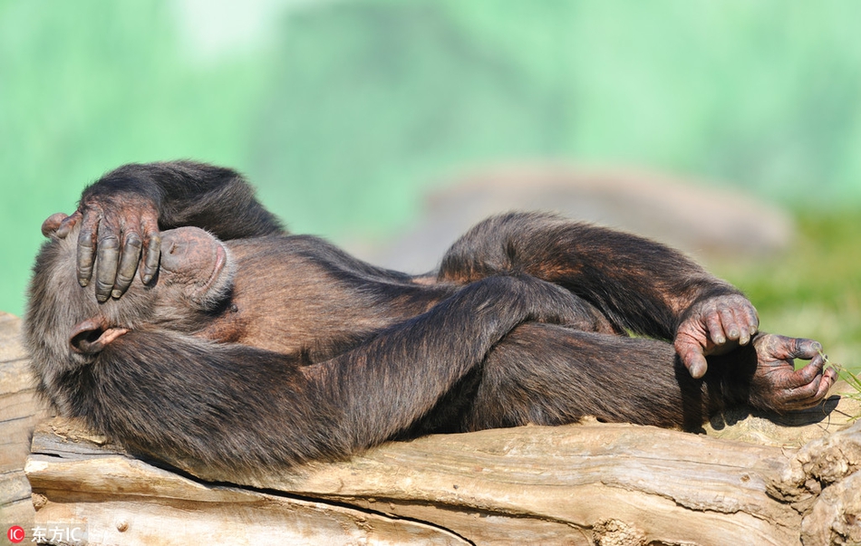 懒狮白天挂树上睡着了!