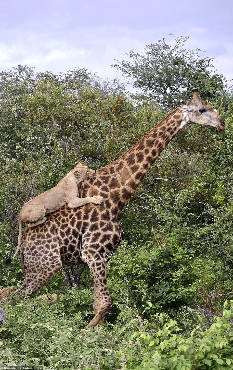 南非长颈鹿遭6头饿狮围捕殊死抵抗4小时成功逃脱