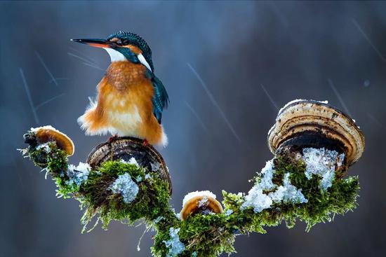 2019bigpicture自然世界摄影大赛获奖作品