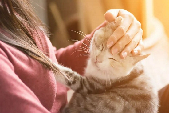 一边撸猫一边思考 猫身上的花纹是怎么来的 猫 基因 新浪科技 新浪网 一边撸猫一边思考 猫身上的花纹是怎么来的 猫 基因 新浪科技 新浪网