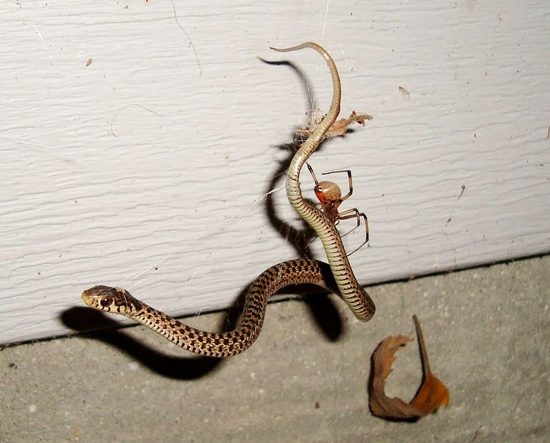 幼年吊袜带蛇被困在棕色寡妇的网中（图源：sciencenewsforstudents）