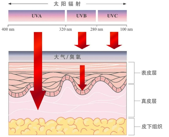 紫外线渗透到皮肤的各个层次 | 图源：参考资料[2]