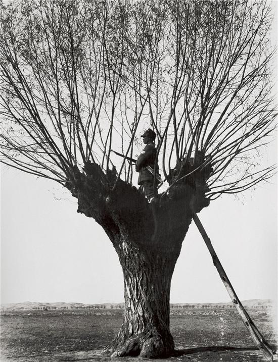 徐肖冰,树上的哨兵,银盐纸基,61x51cm,1940徐勇,前井胡同,艺术微喷,60