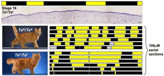 一边撸猫一边思考 猫身上的花纹是怎么来的 猫 基因 新浪科技 新浪网