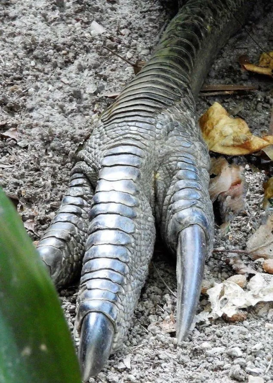 它吃素,却杀人|鹤鸵_新浪科技_新浪网