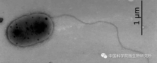 国际空间站上发现未知微生物 刷新对宇宙中生命的理解