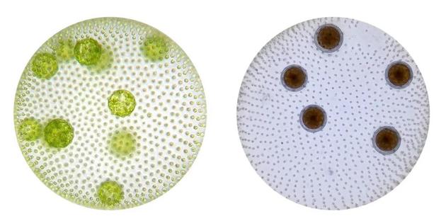 新不伦瑞克大学的生物学家奥罗拉·内德尔库所研究的团藻属于多细胞藻类，会有目的地选择有性生殖。这种藻类通常生活在无性的群体中（左图），包含十几个生殖细胞（germ cell，图中绿色球体）。在压力条件下，群落中出现了性（右图），生殖细胞发生融合，变成抵抗力较强的孢子（图中深红色球体）。图片来源：Aurora Nedelcu