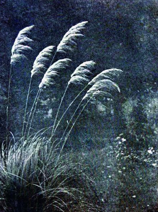 刘半农摄《舞》