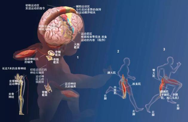 头脑简单,四肢能真的发达吗?|内马尔_新浪科技_新浪网