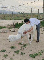 男人从背后抱住羊驼防止被吐口水-帅哥动态图片-gif动态图 - izike-izike