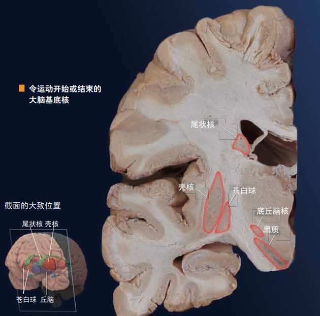 头脑简单四肢能真的发达吗