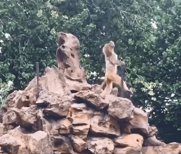 做一只快乐的小猴子-搞笑gif动态图片-izike