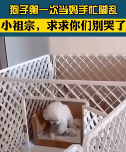 当妈都不容易呀 还一次那么多个-搞笑gif动态图片-izike