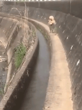 这一路小跑姿势可以-搞笑gif动态图片-izike