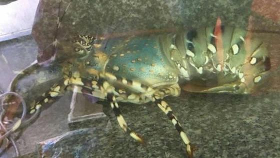 渔民再捞中华锦绣龙虾 长1米