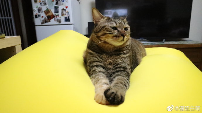 更多 a 微关系 他的关注(114) 新浪新闻客户端 周志兴 徐子豪豪豪豪好