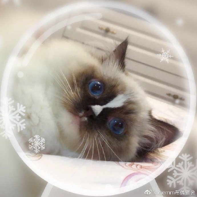 萌宠[超话]##布偶猫[超话]##布偶猫