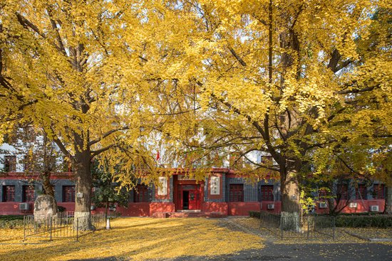 《四川高校观赏银杏不完全指南》