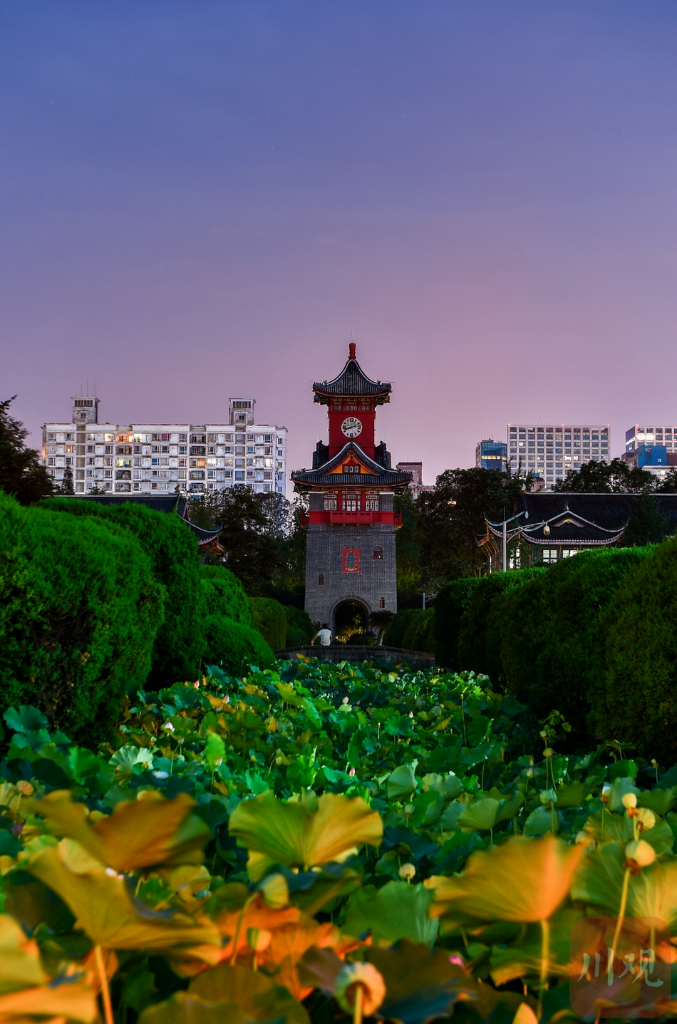 何海洋 7月20日晚,夜色初上,成都市四川大学华西校区钟楼畔的荷花池