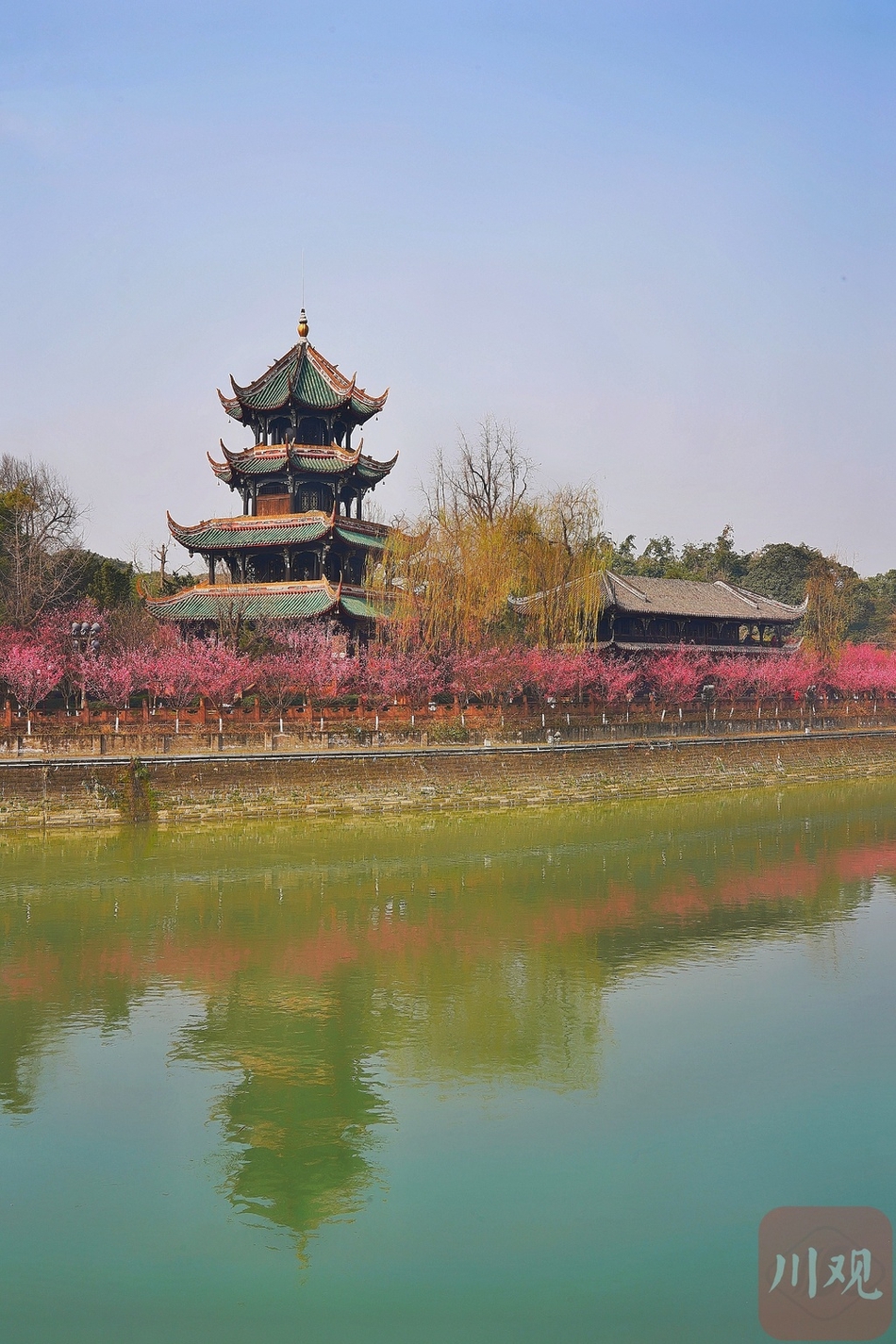2月9日,成都望江楼下红梅绽放,江水倒映出春意盎然的美景,新春时节,"