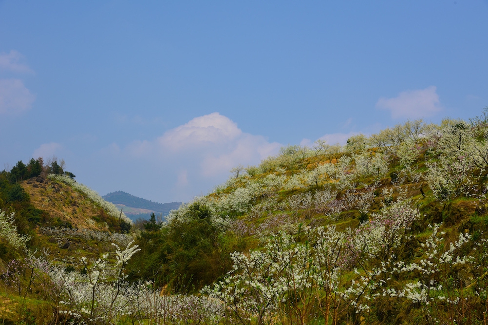 四川叙永:乌蒙花海迎来盛花期 游客踏春出游