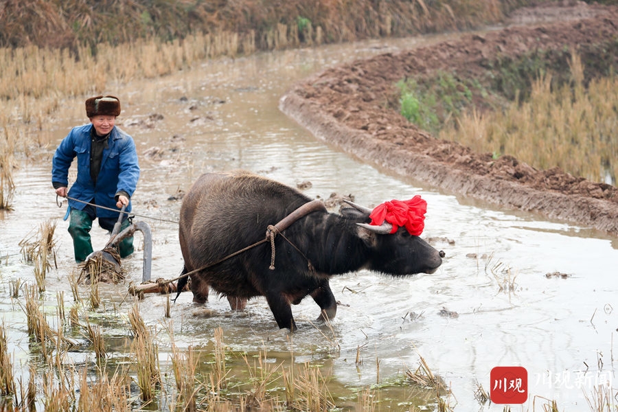 广安犁春牛迎新春
