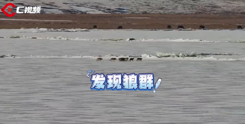 狼群在四川若尔盖湿地巡视领地，被拍到与牦牛雪山同框