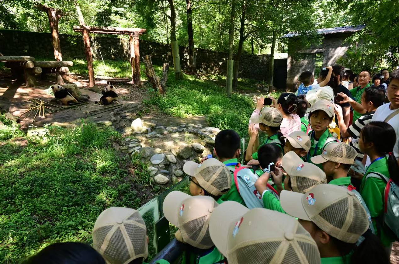 都江堰熊猫繁育基地