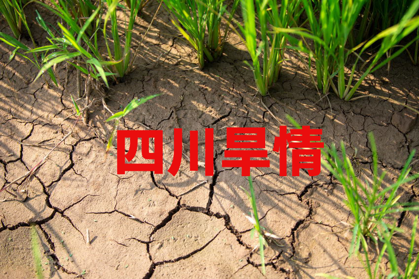 四川迎2012年以來最重旱情