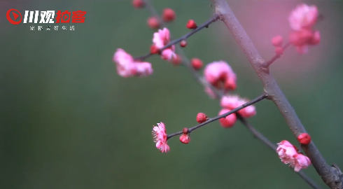 梅花在这单调的冬天里，悄然绽放。