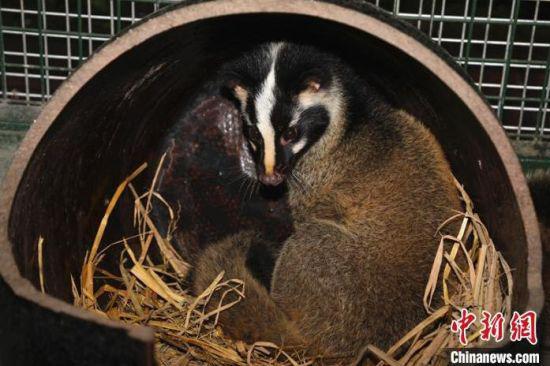 这只果子狸被送到了一家动物救助站,目前已得到了救治.