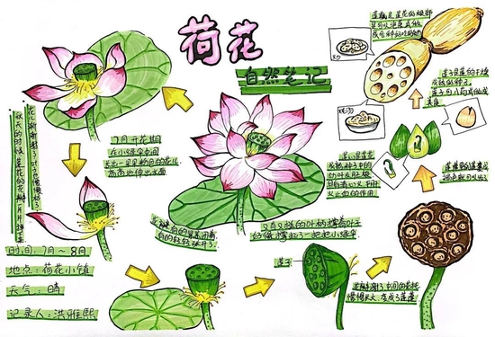 家长朋友的共同组织和支持下,隆重开展"自然笔记"大赛,活动的形式多样