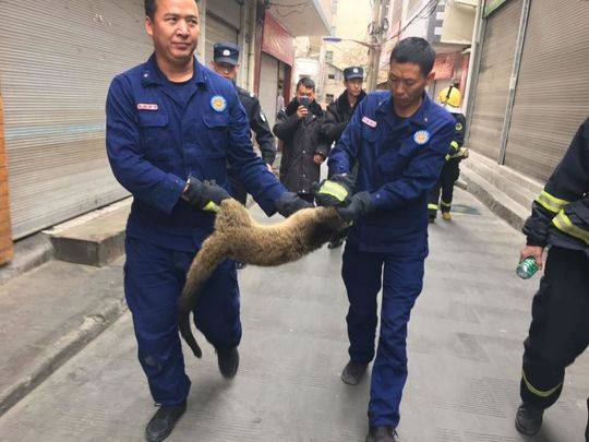 随后,消防指战员将其移交给冕宁县林业局,经工作人员鉴定,此动物名为