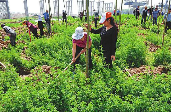 南充市高坪区林业局组织人员在嘉陵江河滩种植柳树.