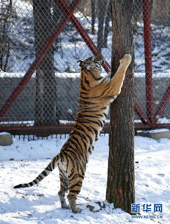 东北虎林园老虎换装增膘越冬