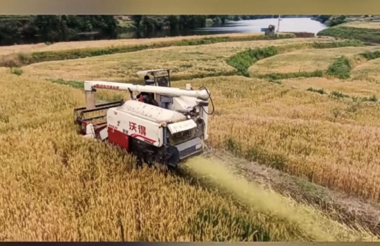 小麦机械化收获
