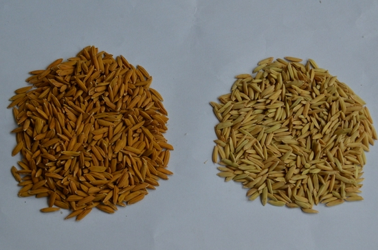 莲汇1水稻种子介绍图片