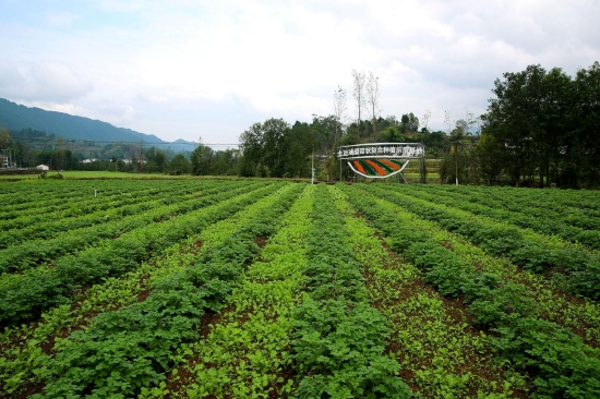 宣汉县创新“土地托管”模式稳粮增收