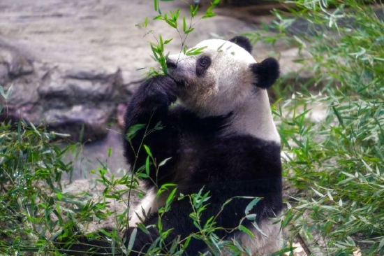 这是2月19日在日本东京上野动物园拍摄的大熊猫“香香”。图据新华社