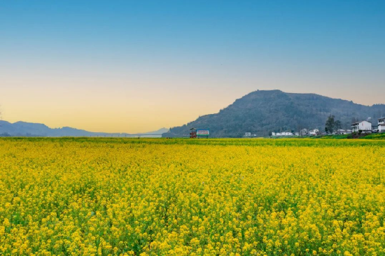 渠县李馥镇凤凰村油菜花竞相绽放大地换上金灿灿的春衣