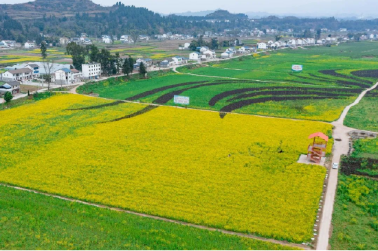渠县李馥镇凤凰村油菜花竞相绽放大地换上金灿灿的春衣