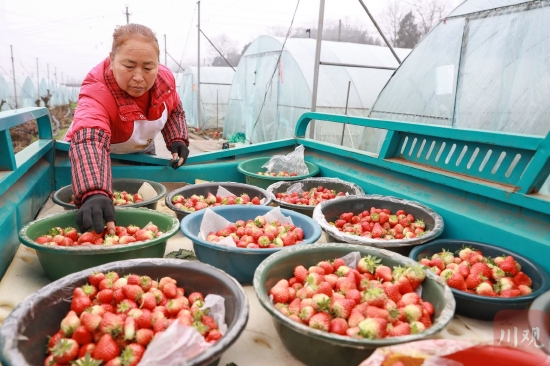 雨城区上里镇七家村草莓基地，村民正在分装草莓。黄刚 摄