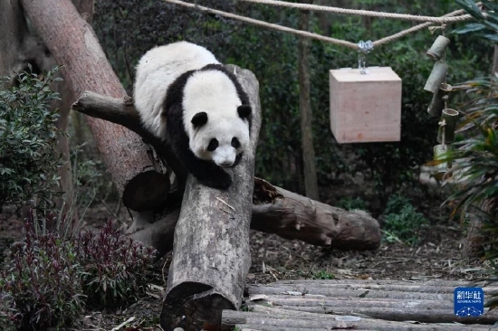 春日游园观熊猫