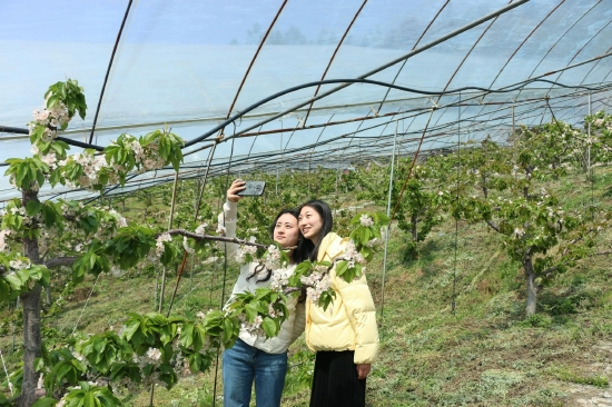 车厘子基地喜迎前来赏花的游客