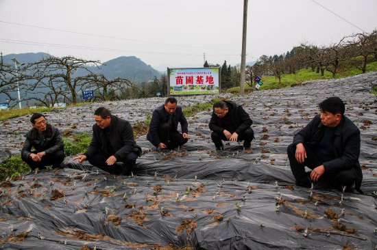 苗圃基地