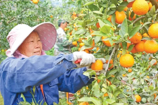 果農(nóng)采摘黃果柑