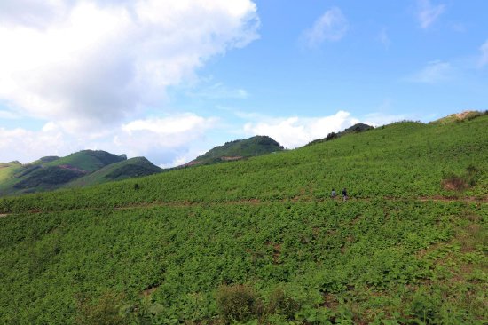 中藥材木香種植基地
