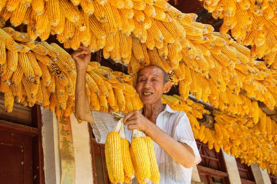 玉米 丰收 张平 摄