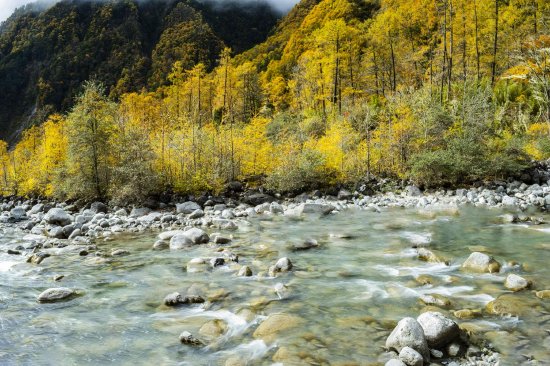 四川石棉田湾河 冬临秋驻彩林不谢